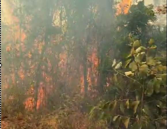 Vídeos: chamas na mata do Tabuões já consumiram 70 hectares de vegetação