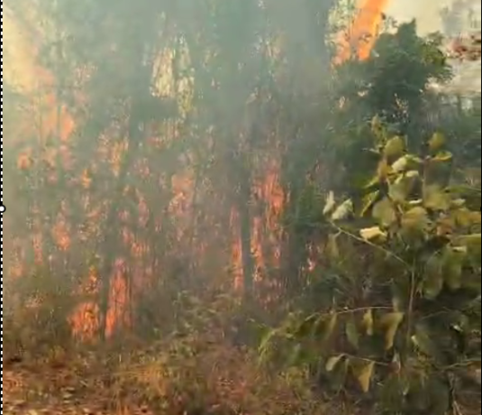 Vídeos: chamas na mata do Tabuões já consumiram 70 hectares de vegetação