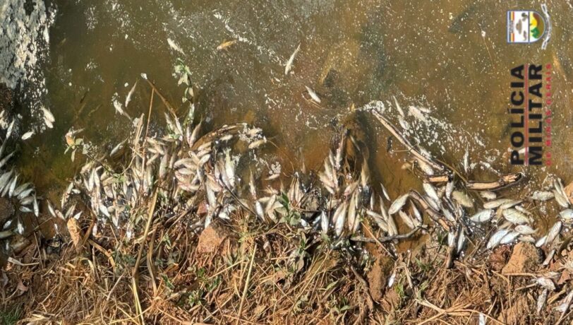 Vídeo: empresário é preso por causar poluição e matar milhares de peixes em Carmo de Cajuru