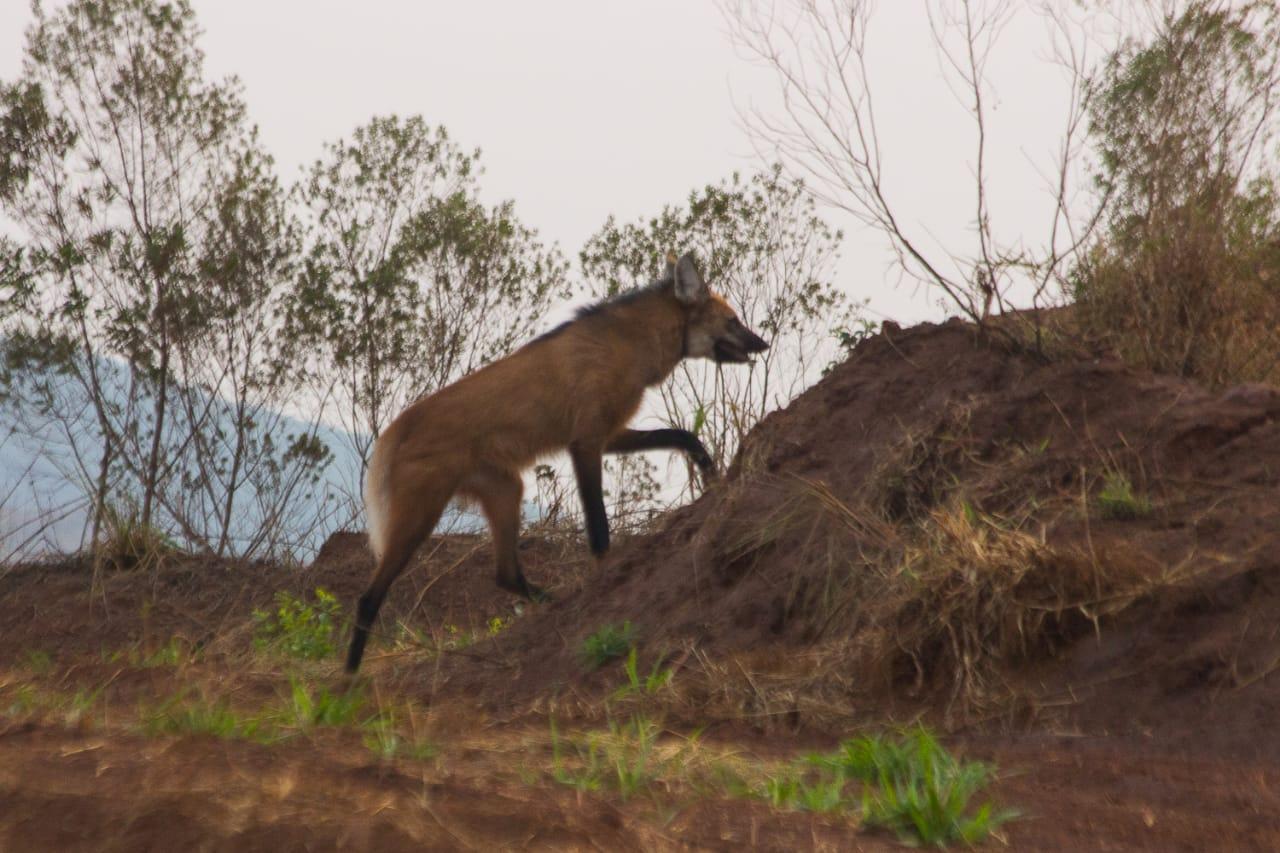 Lobo-guará recebe colar com GPS em ação inédita da Mineração Usiminas