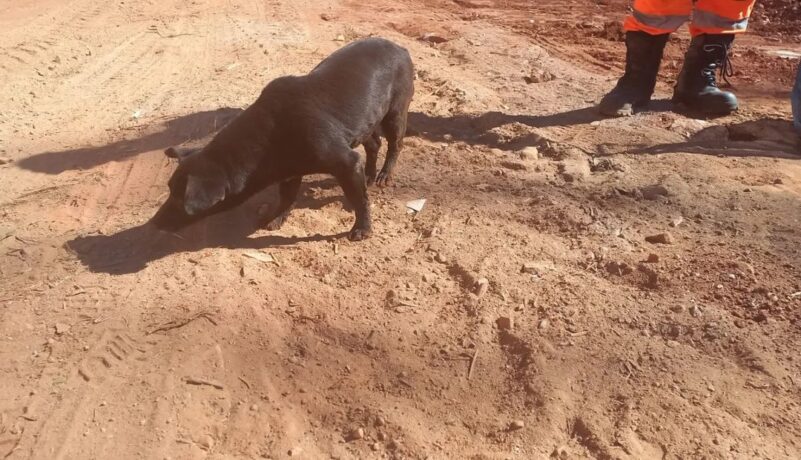 Vídeos: bombeiros de Pará de Minas resgatam cão cego em rio