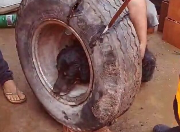 Vídeo: Bombeiros resgatam cão com cabeça presa em roda de caminhão