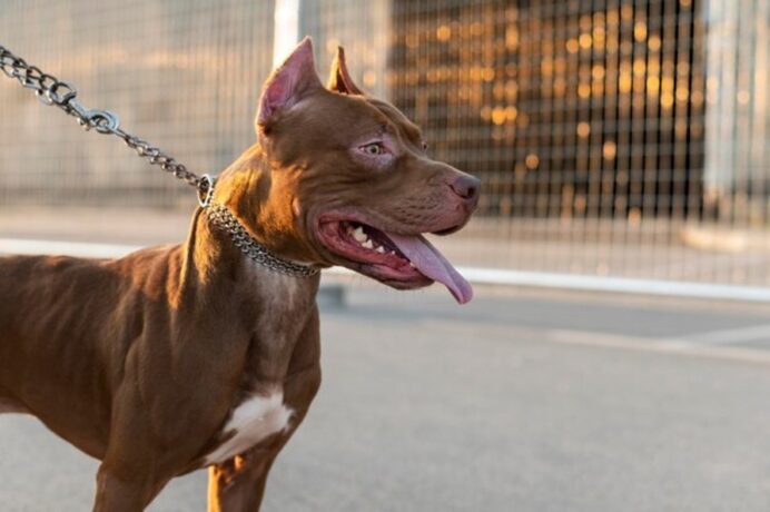 Cão da raça pit bull foge e ataca criança de 11 anos no bairro Cidade Nova II