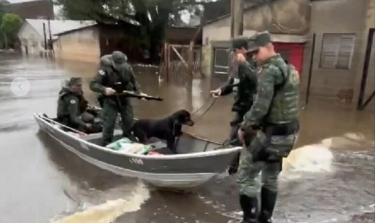 Vídeo: policiais de Minas Gerais atuam no salvamento de animais de estimação