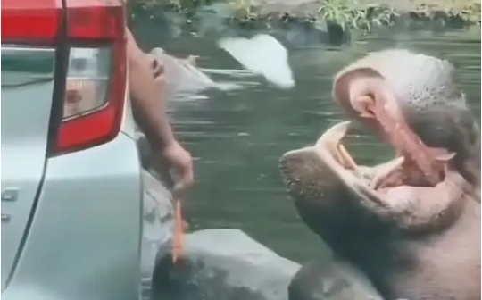 Vídeo: turista joga sacola plástica na boca de um hipopótamo em zoológico