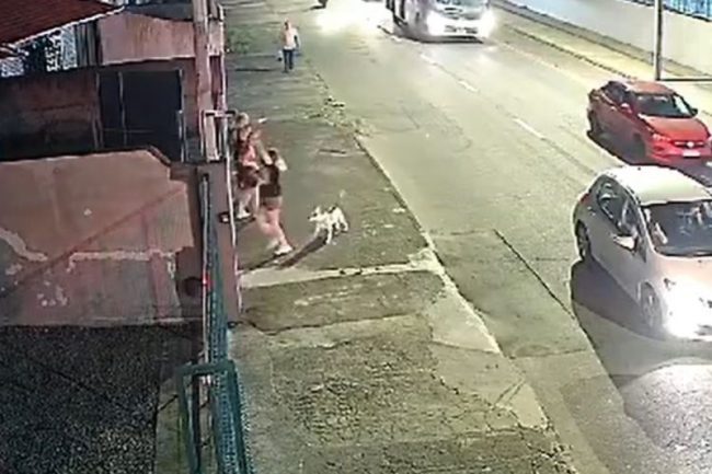 VÍDEO: Pitbull salta de carro em movimento para atacar cachorrinha na calçada em SC