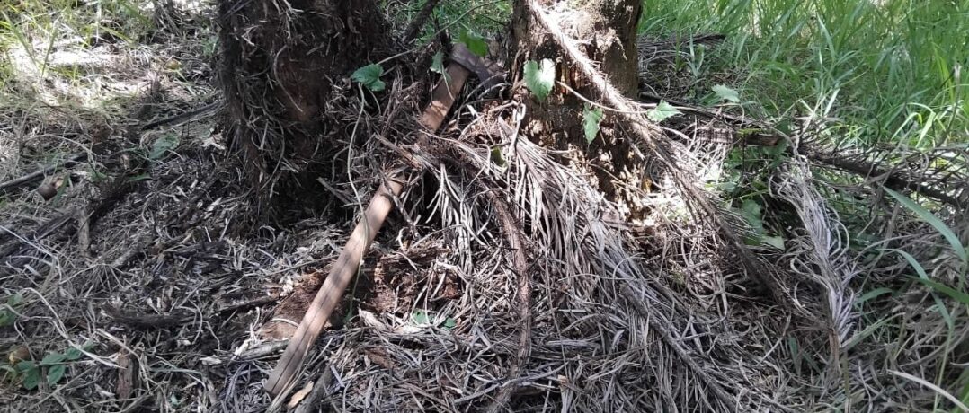 Corpo de homem desaparecido na mata em Rio Manso foi encontrado